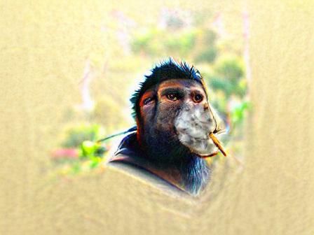 a portrait of a ape smoking