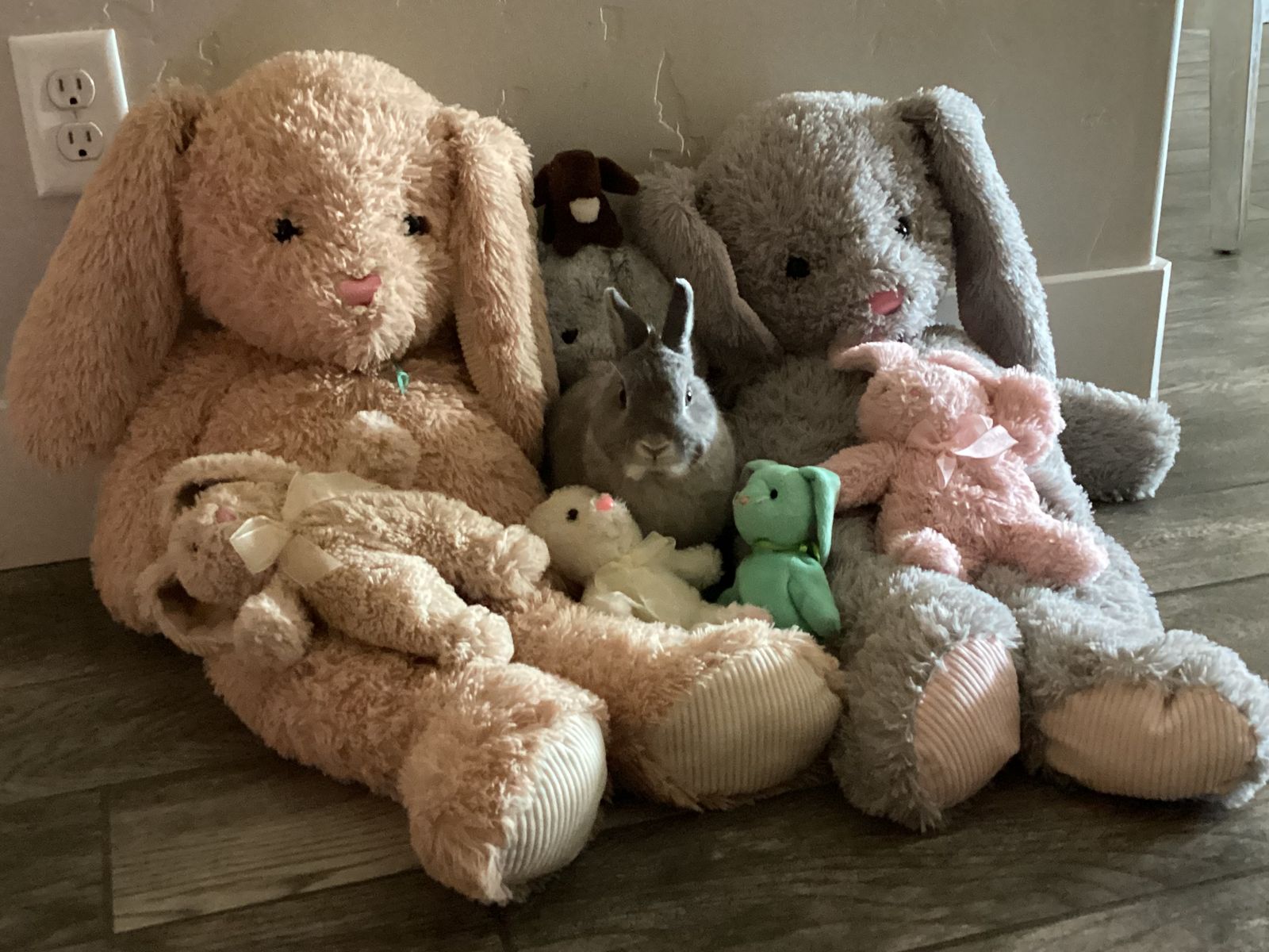 Can you find the real bunny?