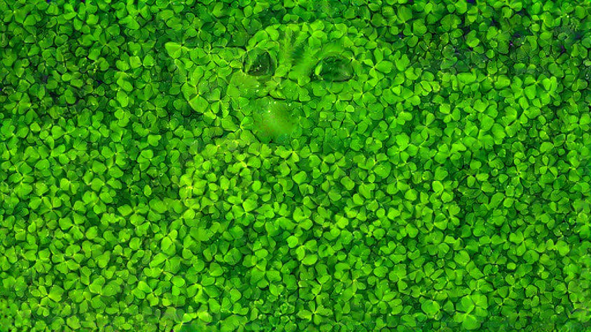 Find Baby Yoda