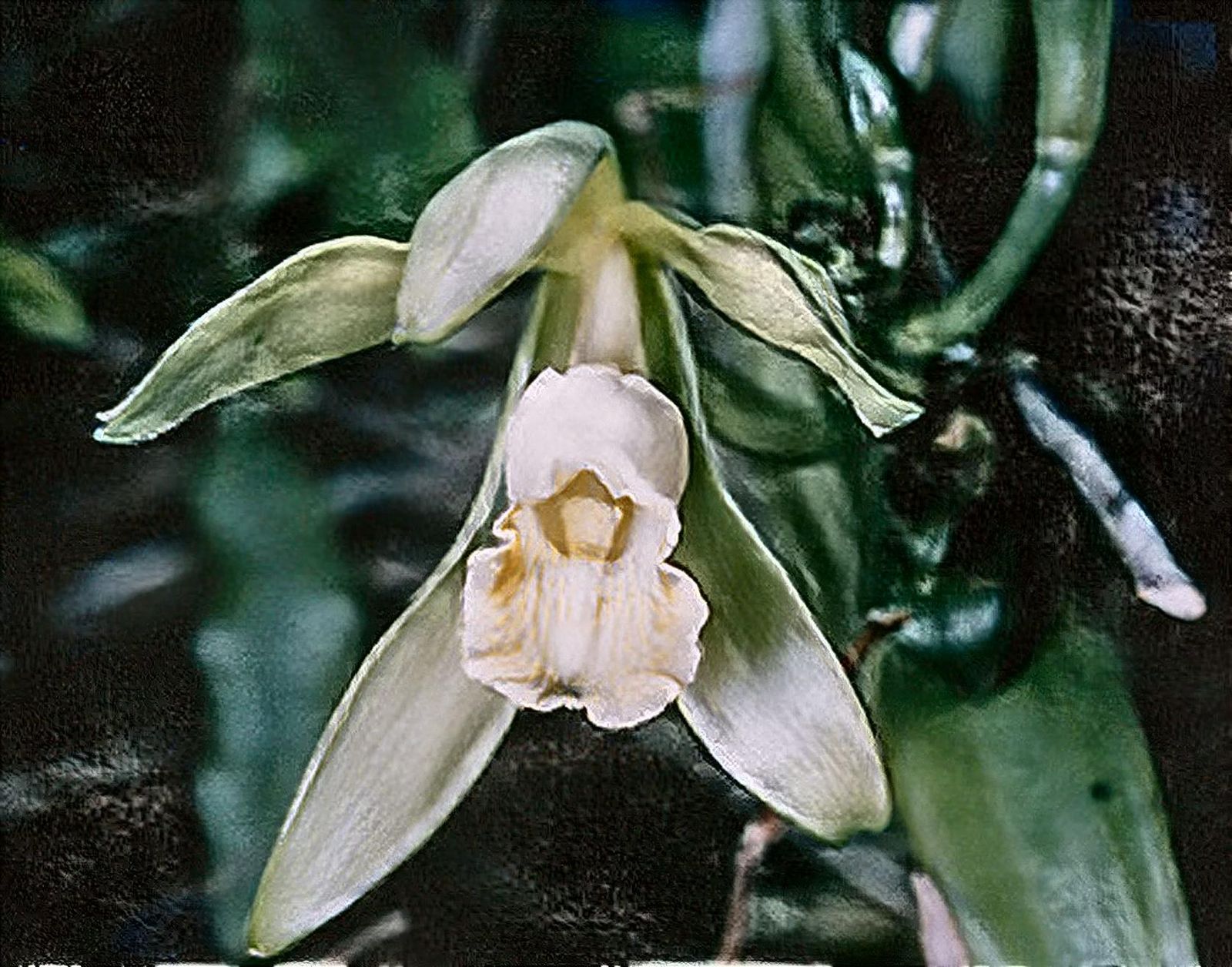 I'm Just Plain Vanilla ★⁵