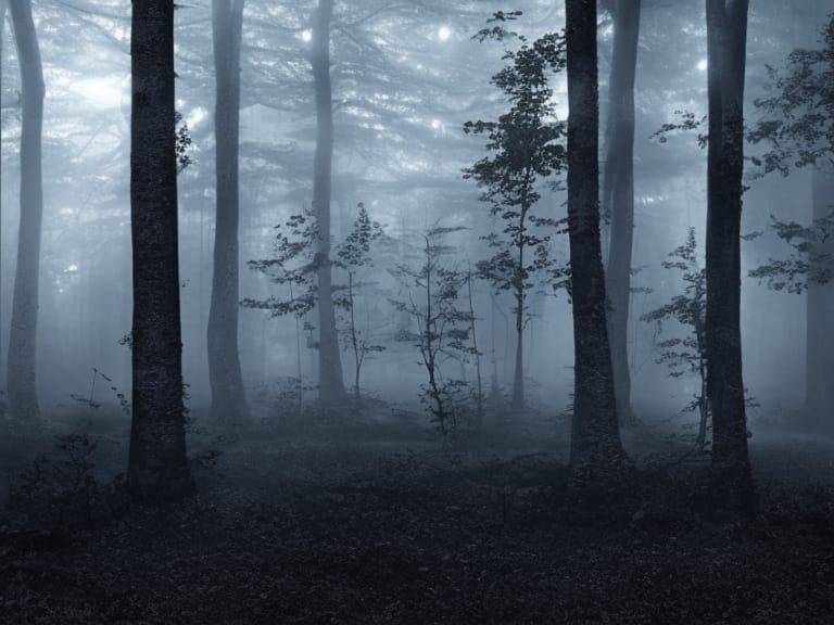 Misty Forest