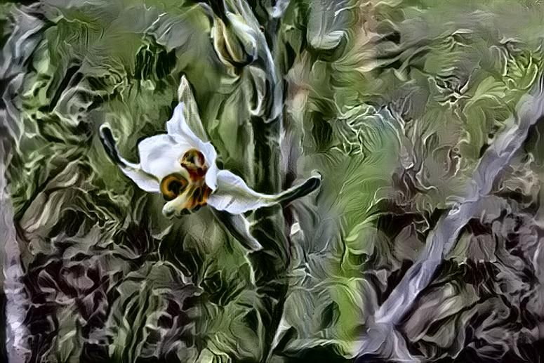 Gavilea longibracteata