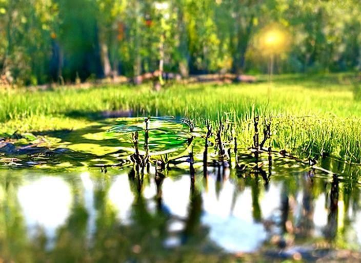 The Marsh