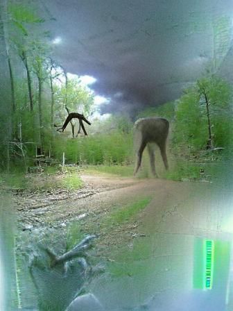 unusual sighting