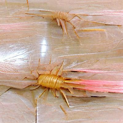 solifugae