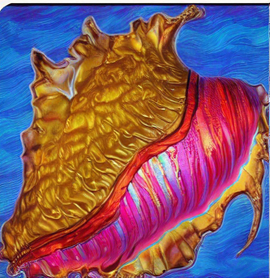 Conch rainbow