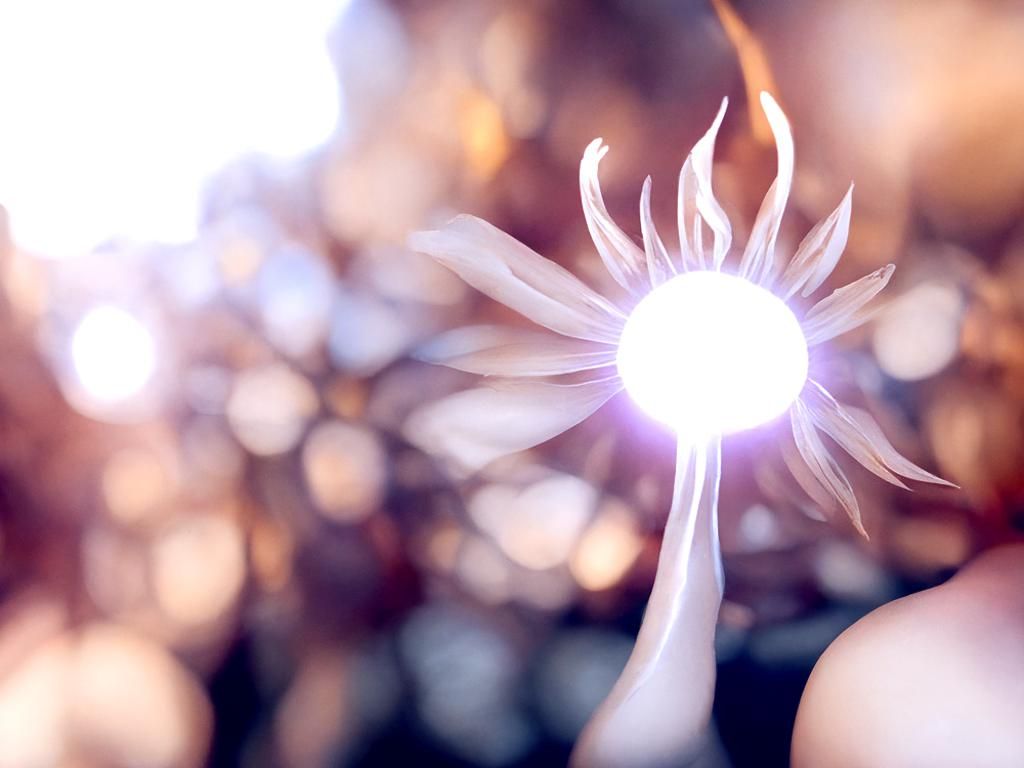 Solar Flare Flower