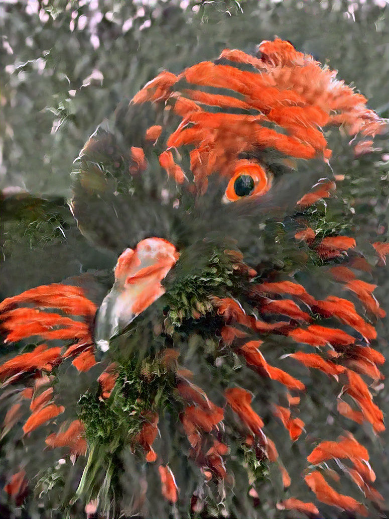 Dagga  Pigeon