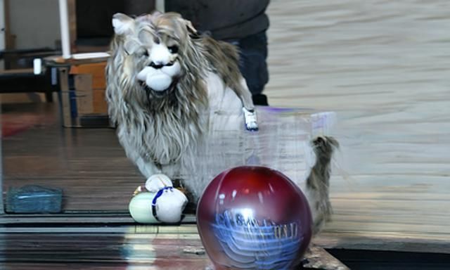 Lion, bowling, alley