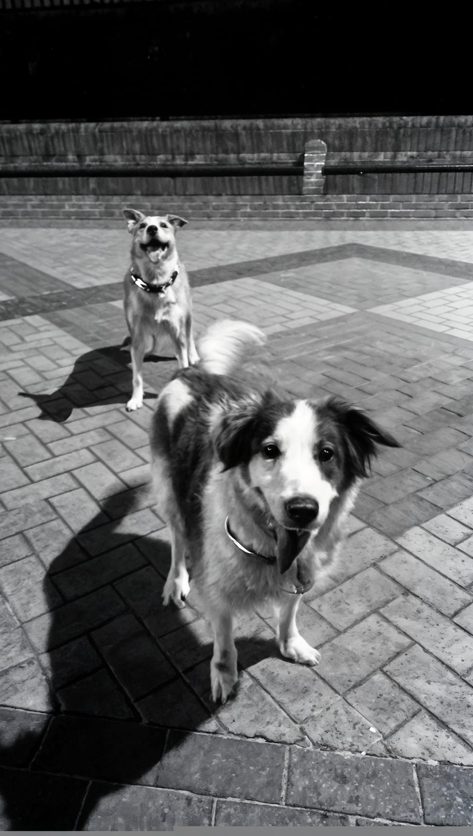 Two of my lovely hounds go for a peruse around the perimeter...