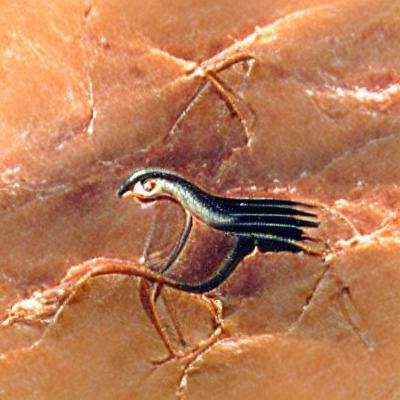 Naberius