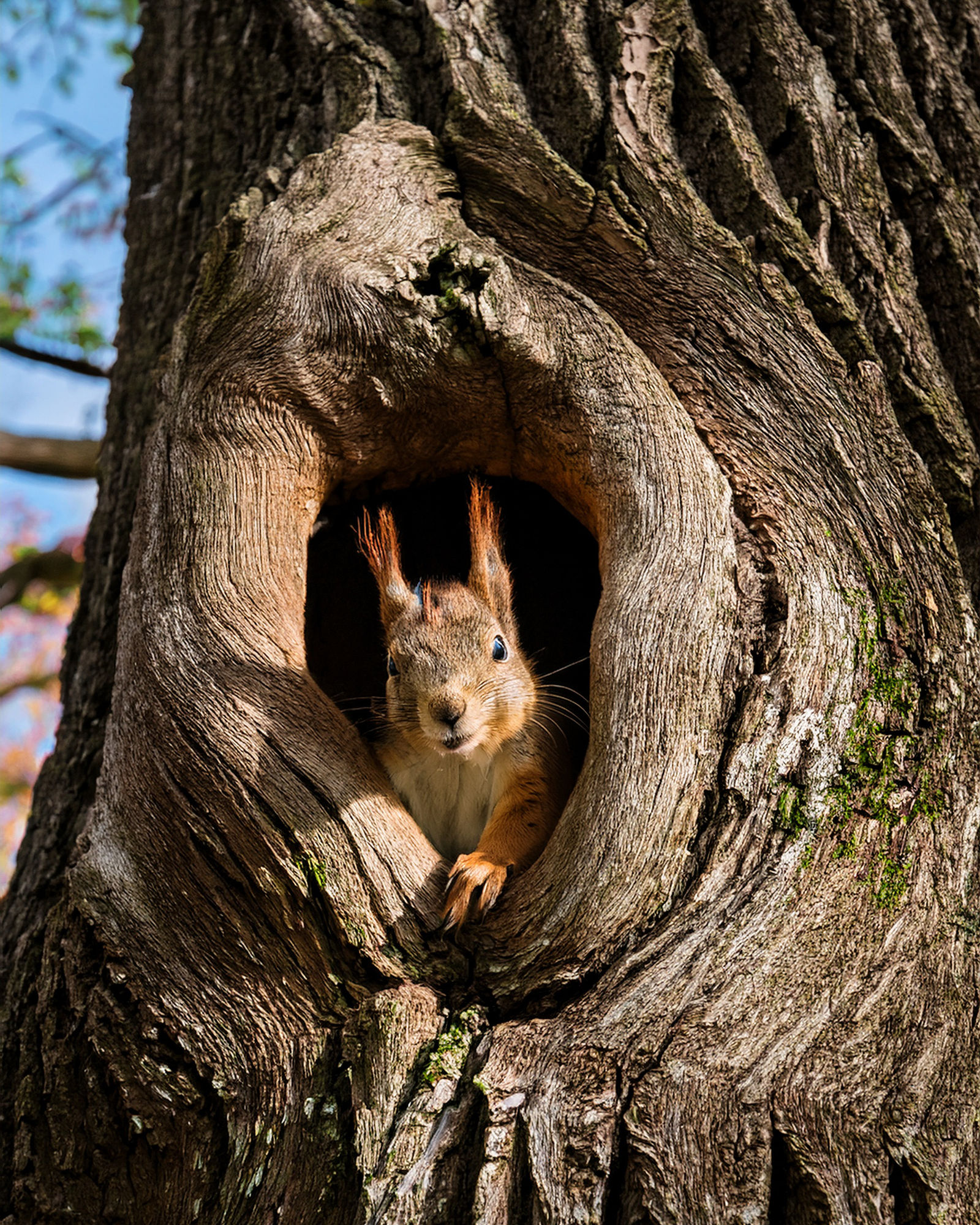A portrait of a whimsical squirrel