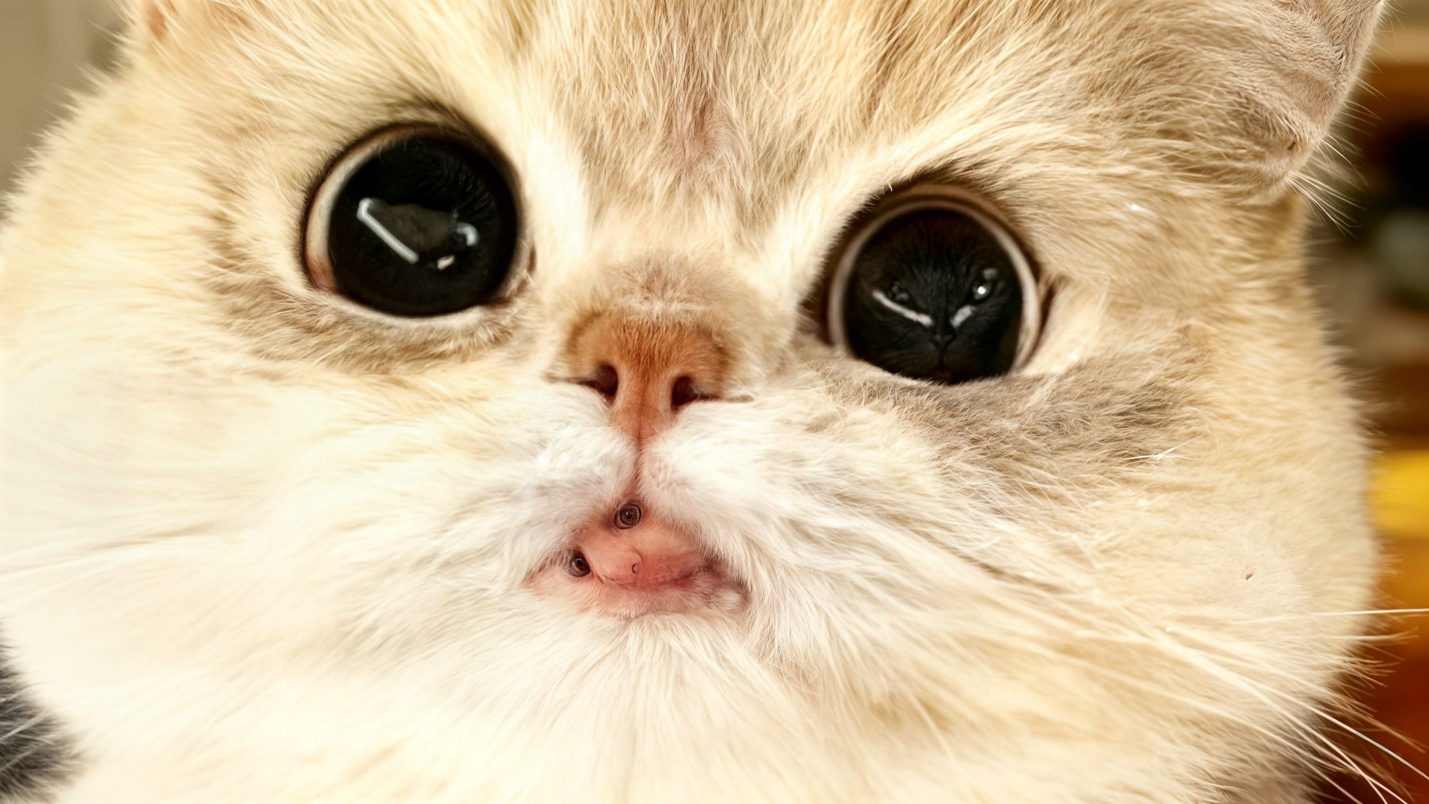 Cute cat with a large face