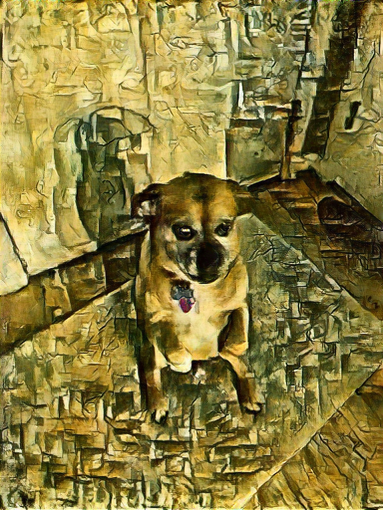 Angry standing dog