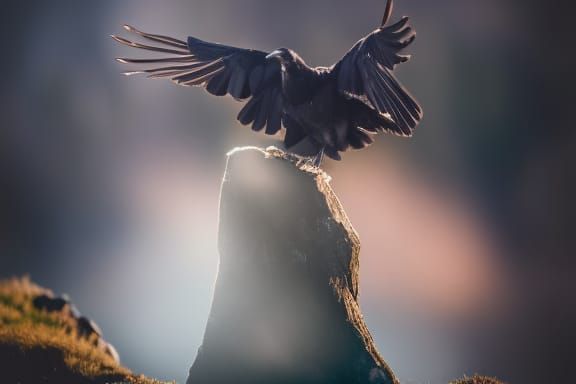 Raven