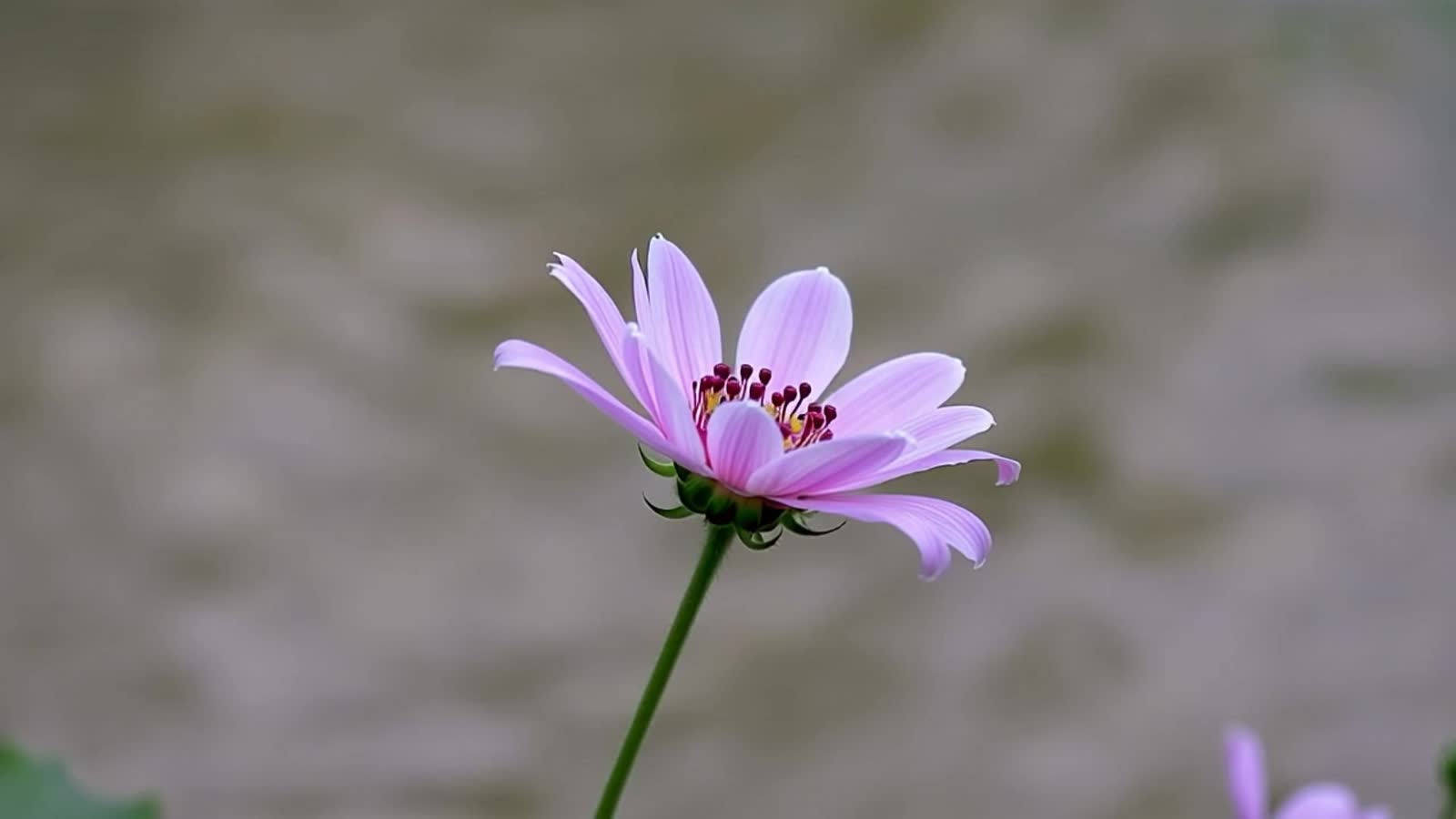 A pink flower