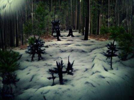 Dark creepy forest. Pine trees with snow on them.