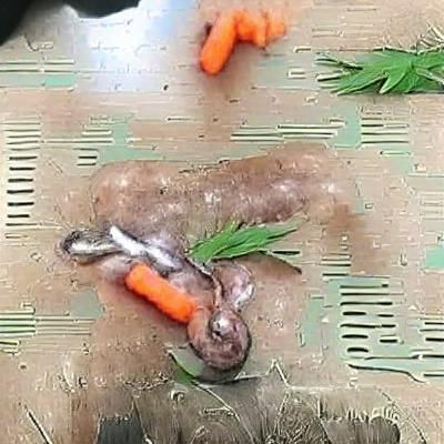 Rabbit masturbating to carrots