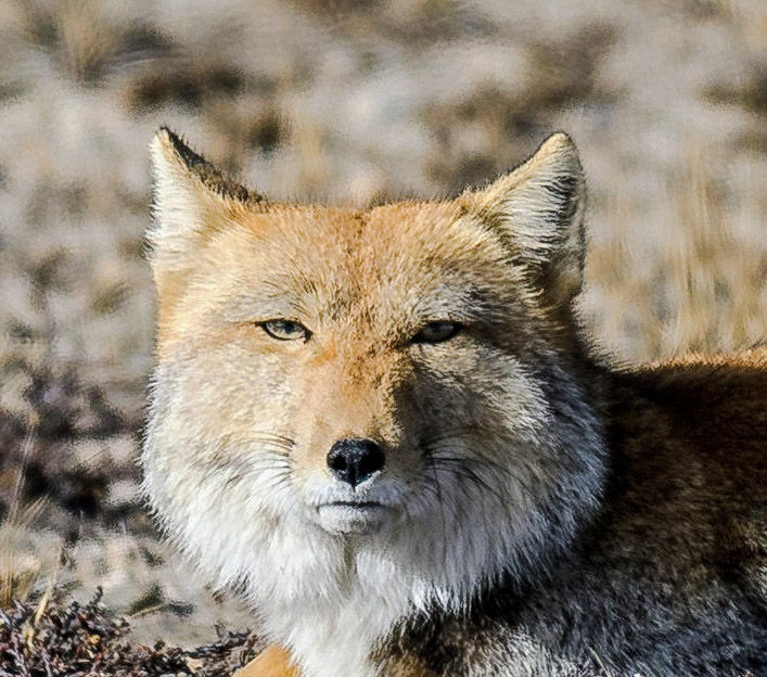 Unique shape and eyes of a Tibetan fox