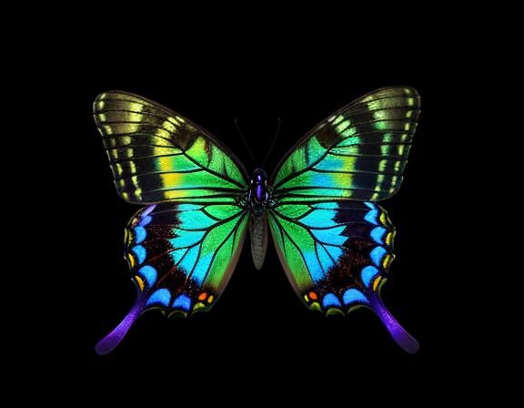 Poisonfly, Poisonous butterflies, Butterfly Toxins, Poison ☠️ Butterfly 🦋, fused, butterfly monster is poisonous 