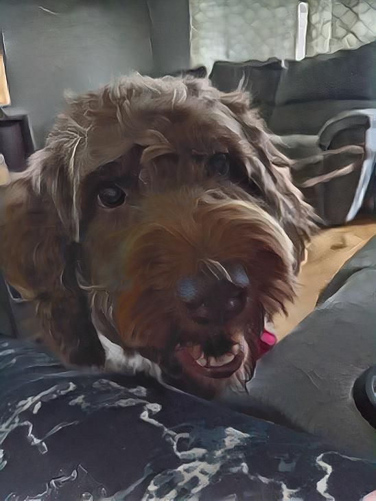 Cocoa got adopted today!