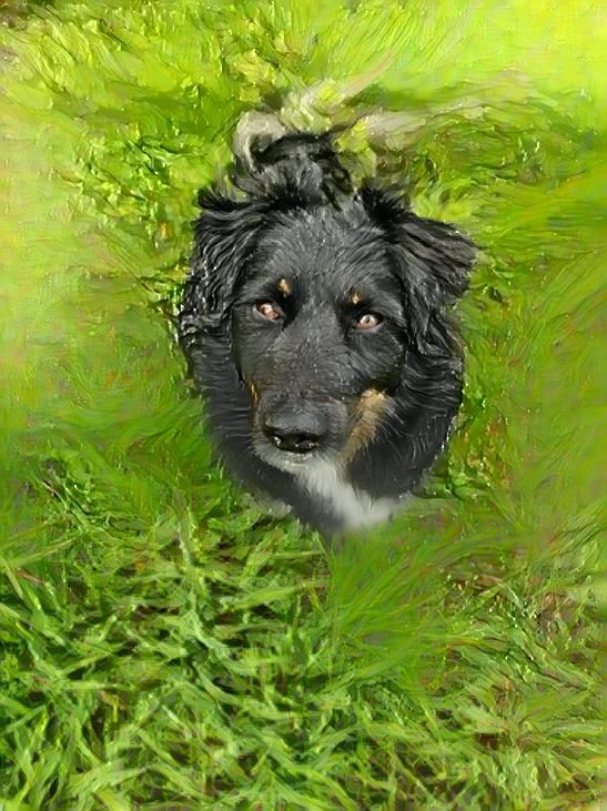 Bear
