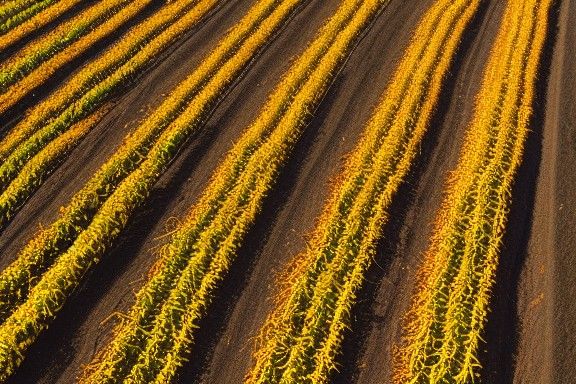 Harvest