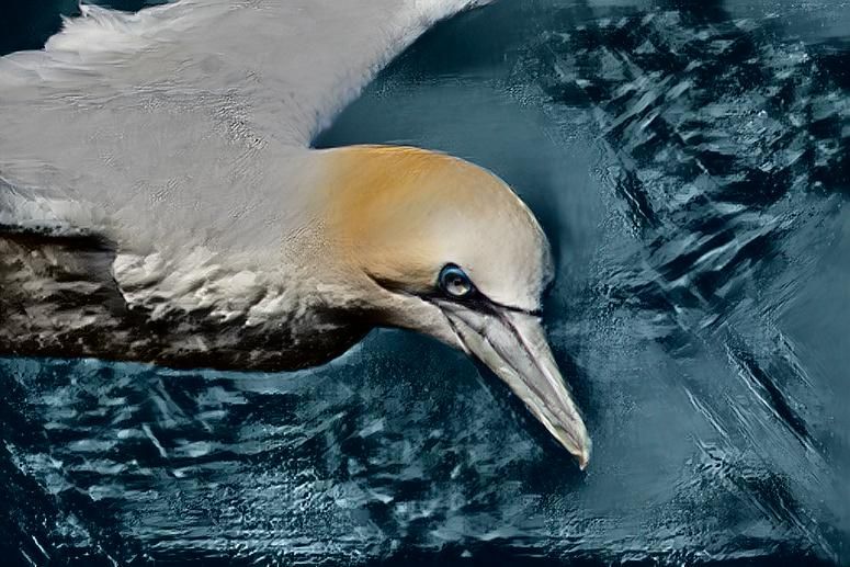 Gannet with it's eye on You