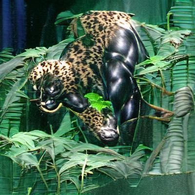 JungleJaguar