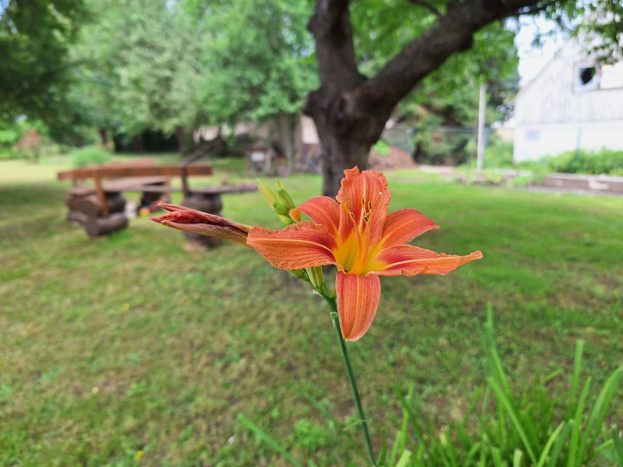 Impression einer Blume