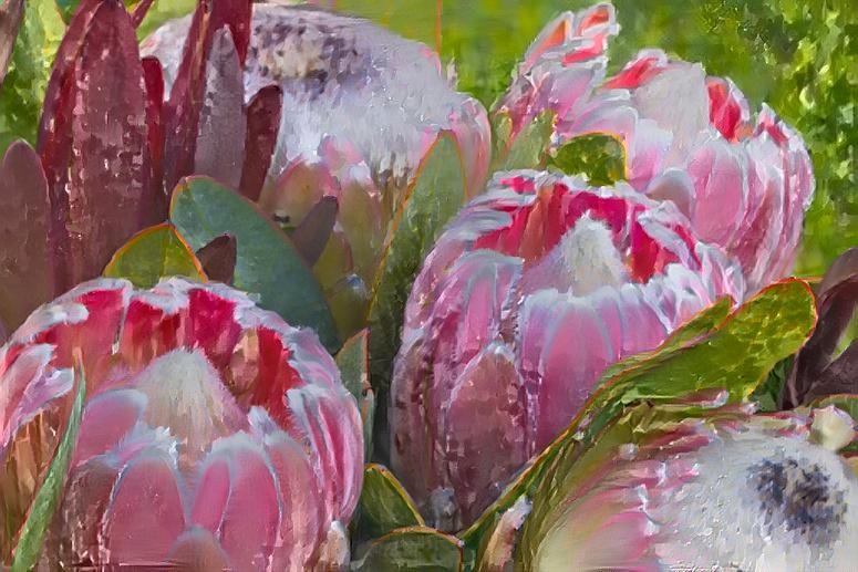 Proteas
