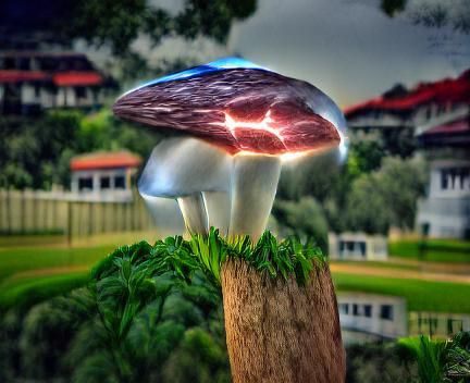 lightning mushroom