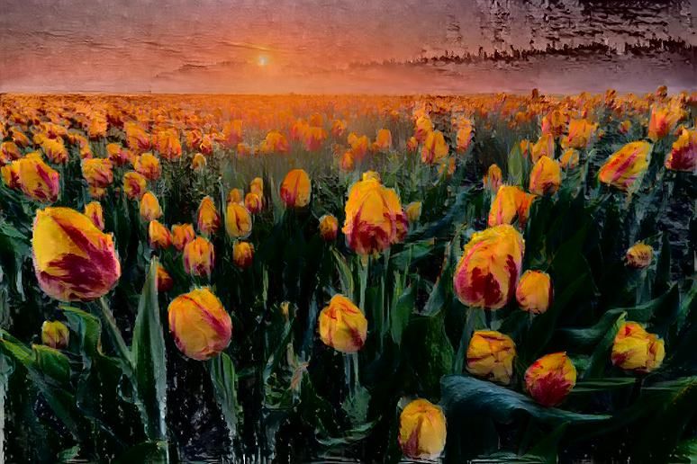 Tulips at Sunset