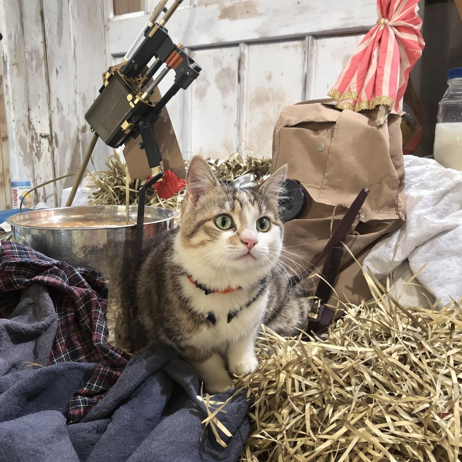 cats new style at the farm