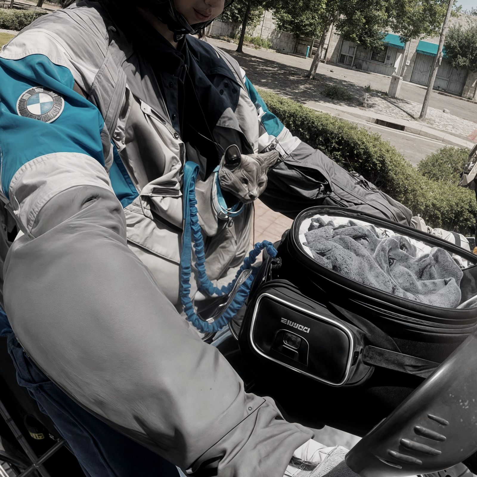 Elsie being the #motorkitty