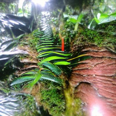 Atlantic Forest