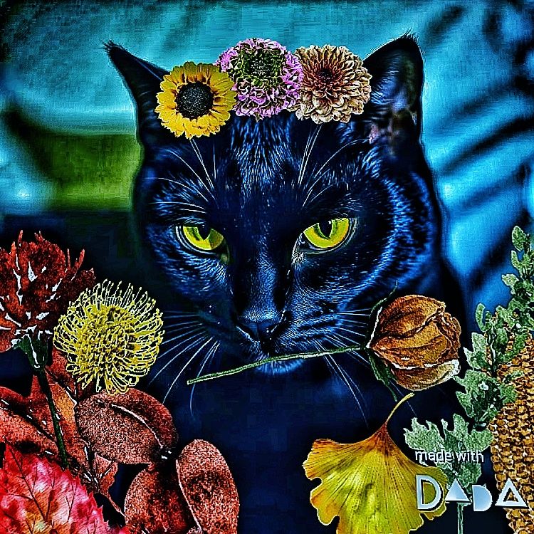 Dada cat