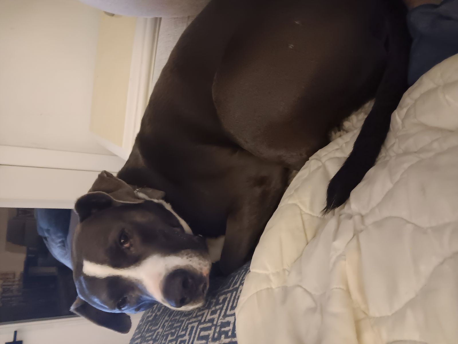 Charlie the Pitbull Mix