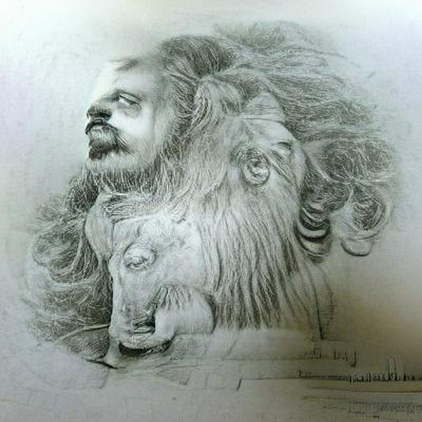 lion pencil drawing