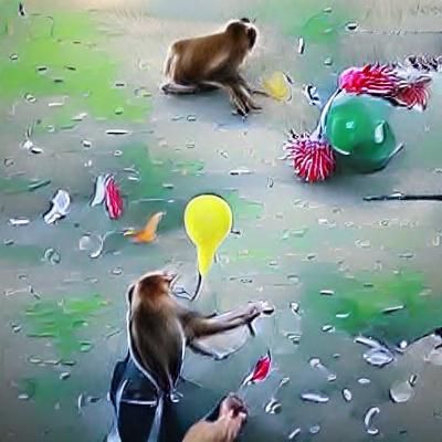 Monkey throws dart at balloons