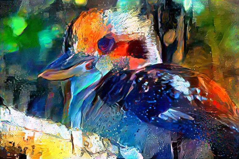 Baby kookaburra 
