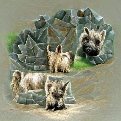 Cairn terrier