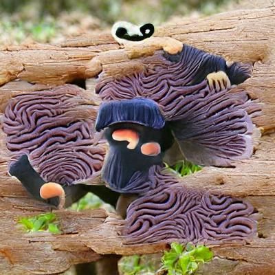 Ninja Fungus
