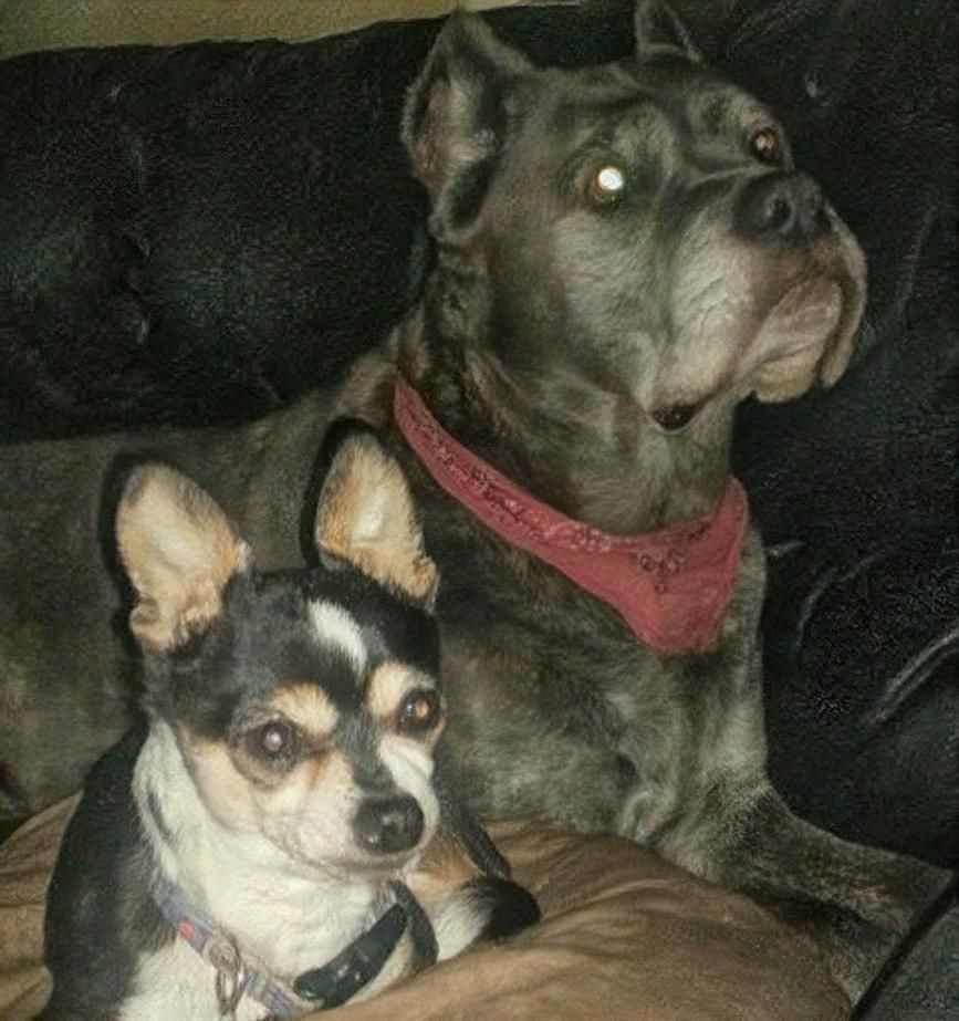 ❣Lily & Bandito❣