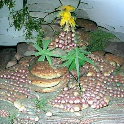 Cannabis plant with abundance