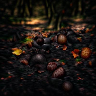 Dark autumn acorn woods 8k resolution