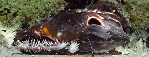 Melanocetus johnsonii humpback anglerfish