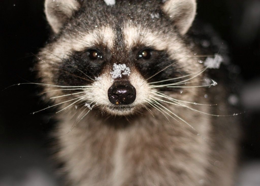 Photo of a Winter Raccoon