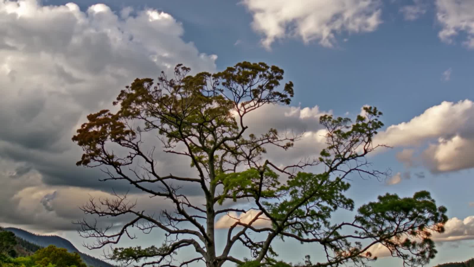 A tree going through all the seasons in timelapse, starting in summer, lazy clouds in the sky, leaves turn during fall, ...