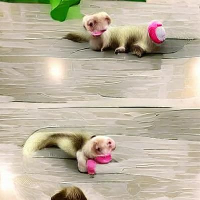 Cute ferret